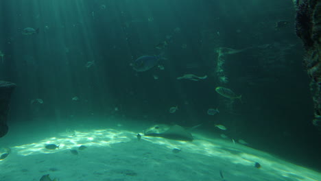 stingrays, eagle ray glide through aquarium habitat with sun beams