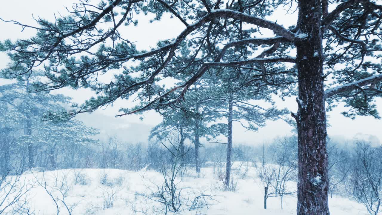 Et statisk, filmatisk bilde av en snødekt skogssti under en vinterstorm. Minimalistisk hvit estetikk med dis og tåke, som gir rikelig med plass til tekst.