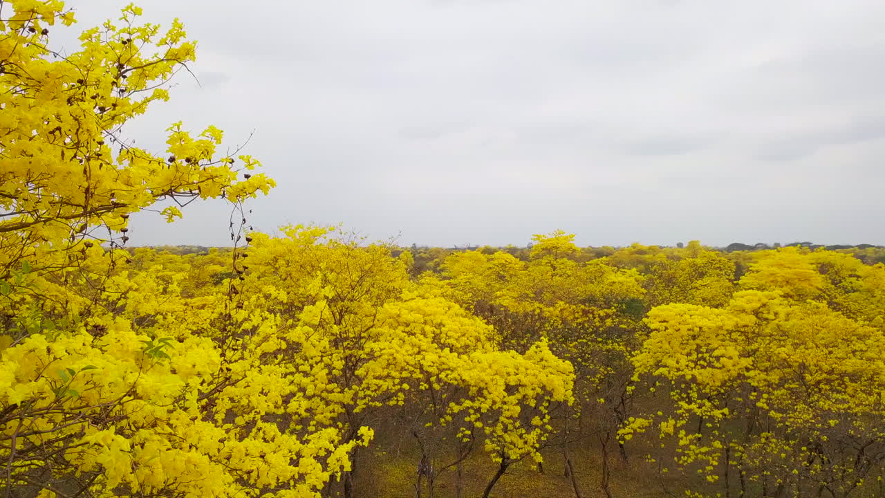 вид с воздуха на лес гуаякан в колимесе, эквадор