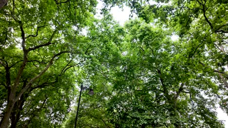 Sunlight filtering through the dense foliage of a vibrant green forest canopy