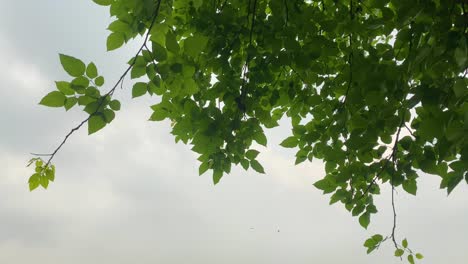 hojas verdes vibrantes de la parte superior del árbol contra el cielo gris cambiante, vista desde abajo