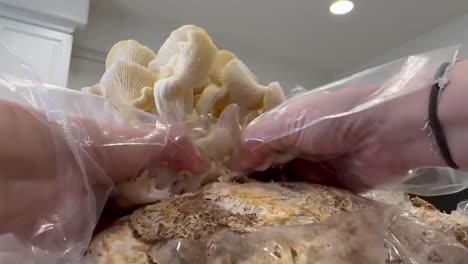 Hands-Harvesting-Golden-Oyster-Mushrooms-From-An-Indoor-Grow-Kit