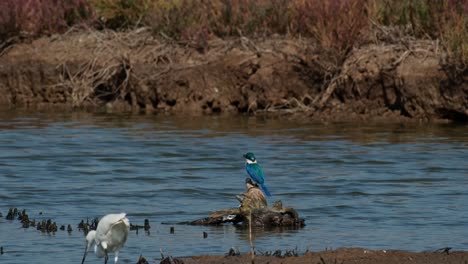 Visto-Desde-Atrás-Buscando-Un-Cangrejo-Para-Comer-Y-Luego-Llega-Una-Garceta,-El-Martín-Pescador-De-Collar-Todiramphus-Chloris,-Tailandia