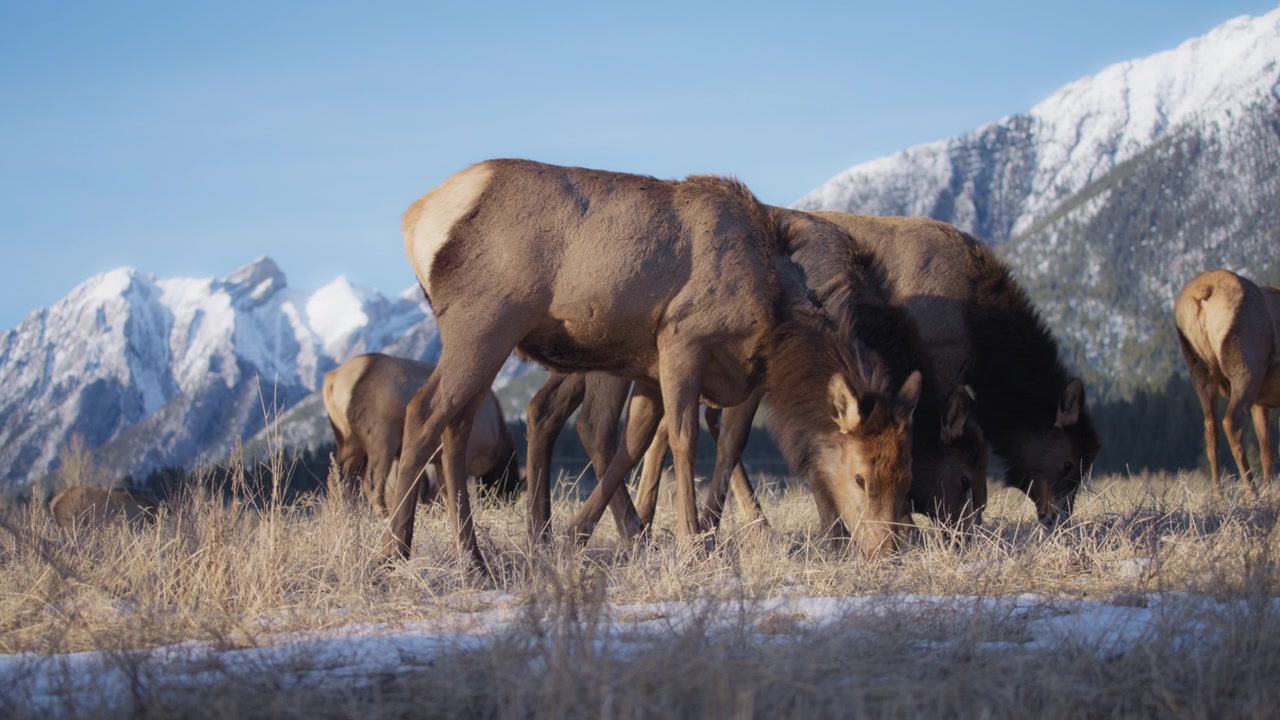 Manada de alces pastando nas Rochosas Canadenses nevadas