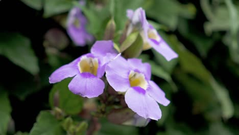 Close-up-of-a-purple-flower-in-slow-motion