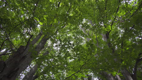 movement in the forest