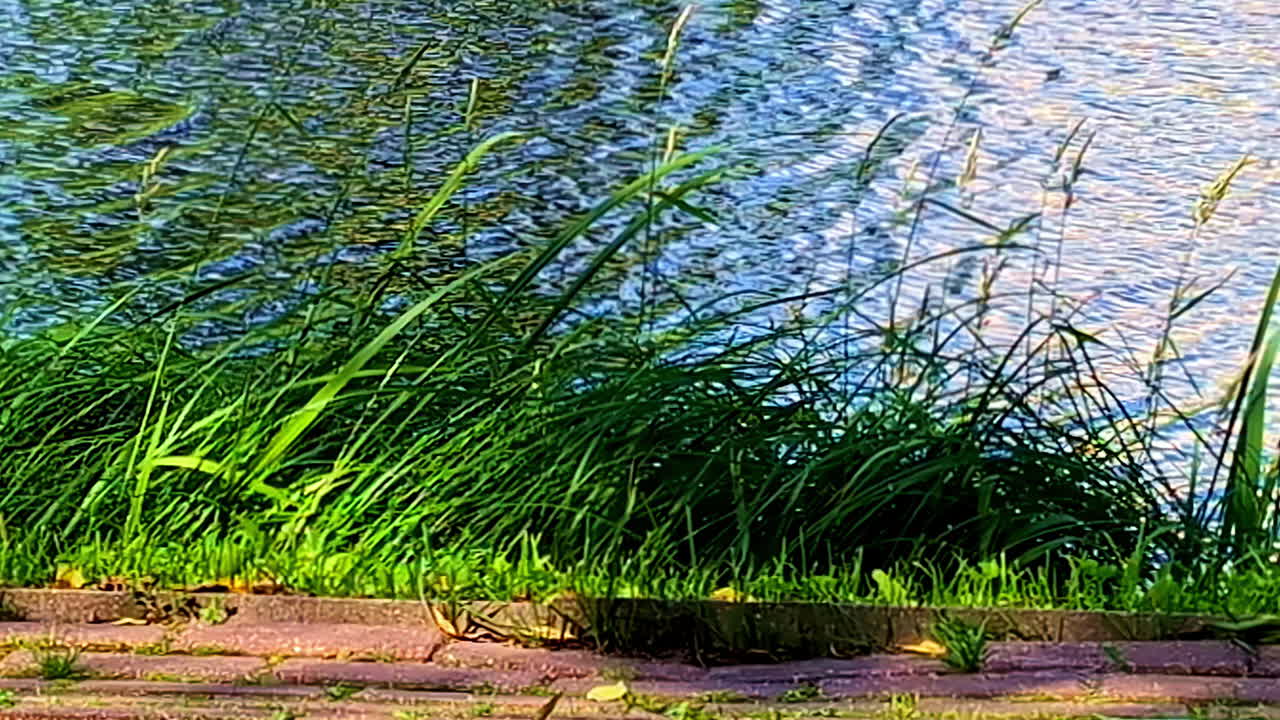 Tall Green Grass Blowing in Wind on Riverside Edge with Moving Water Reflections