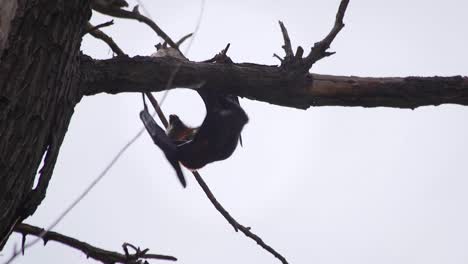 Fledermaus-Hängt-Kopfüber-Und-Klettert-An-Einem-Ast-Entlang,-Australien,-Gippsland,-Victoria,-Maffra,-Tagsüber