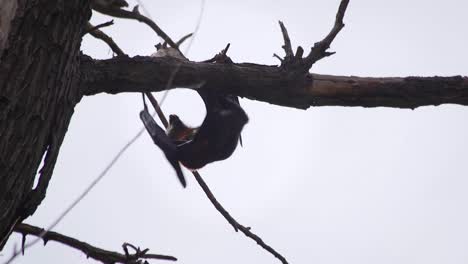 murciélago colgando al revés trepando a lo largo de la rama de un árbol australia gippsland victoria maffra de día