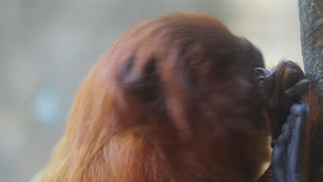 Golden-lion-tamarin-closeup-on-its-face-while-bites-its-foot-nails-and-clean-them