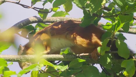primer plano de una sola ardilla comiendo castañas trepando por un árbol, de mano, día