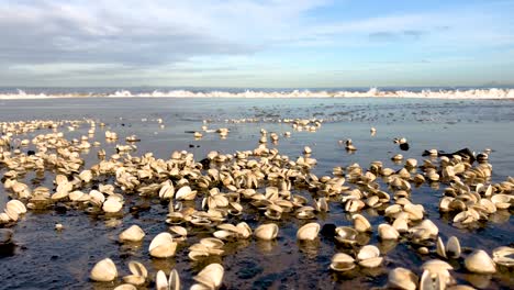 un primer plano de miles de conchas de almejas en una playa
