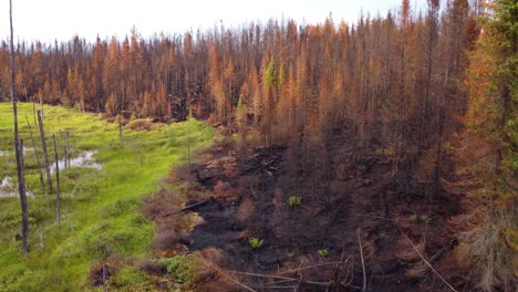 las imágenes de drones muestran el límite entre el final de un incendio forestal y la naturaleza todavía intacta