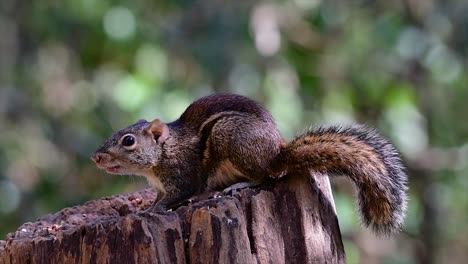 the indochinese ground squirrel is commonly found in thailand just about anywhere it can thrive