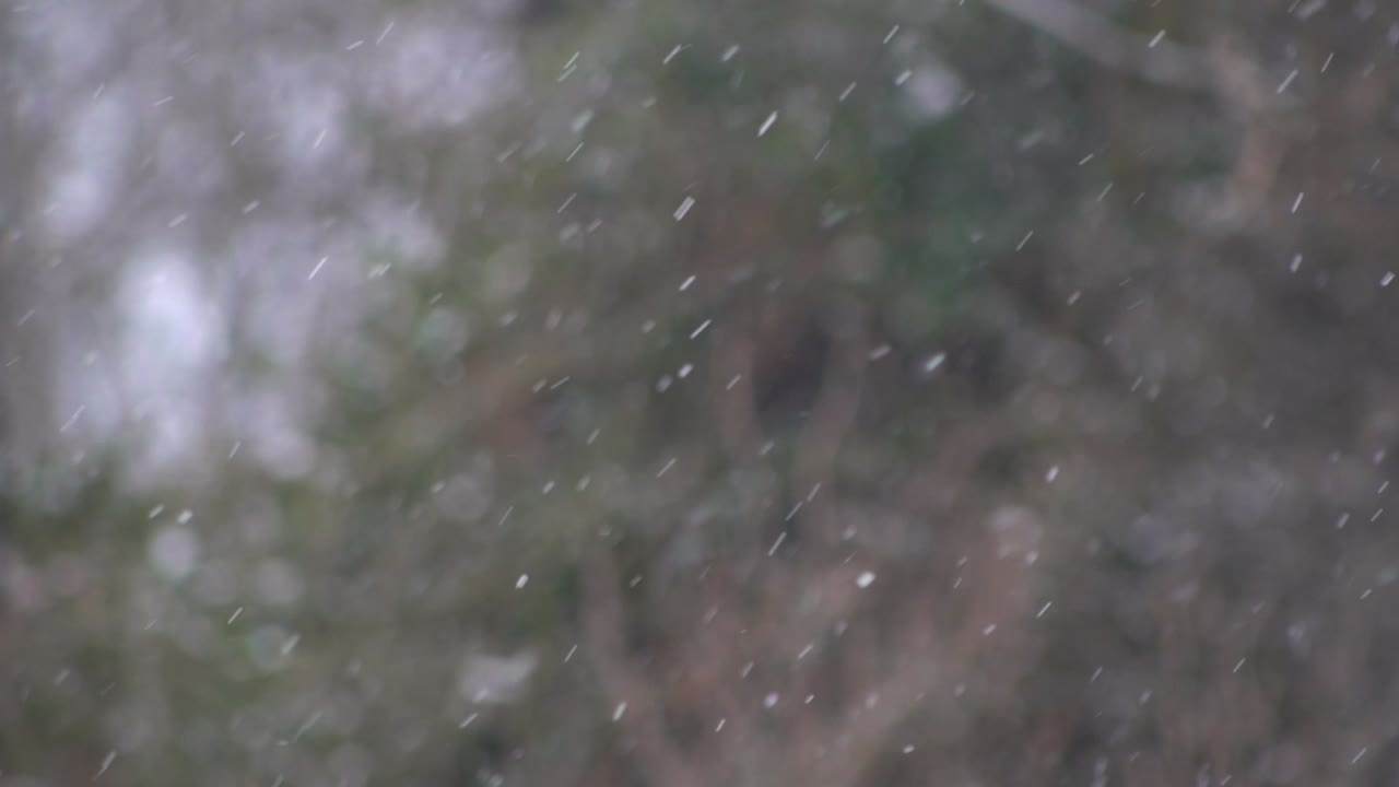 Fast falling and whirling snowflakes in a park in Scotland