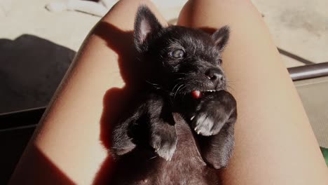 pov shot of a puppy play fighting with his own paws while cuddled on an owner's lap