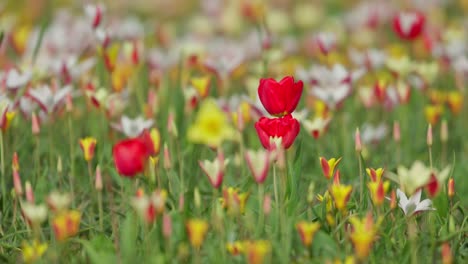 downward tilt and selective focus of multiple different colors of tulips in rows