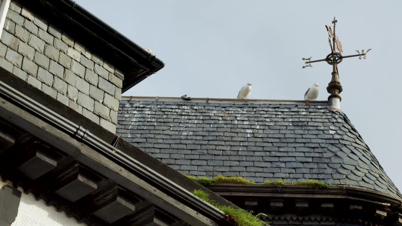 Two seagulls stand on a moss-lined slate church roof near a metal weather vane, under overcast daylight, with a static camera angle