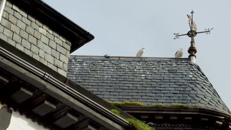 two seagulls stand on a moss-lined slate church roof near a metal weather vane, under overcast daylight, with a static camera angle