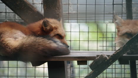 Foxes-In-Captivity-At-The-Zao-Fox-Village,-Miyagi,-Japan---close-up