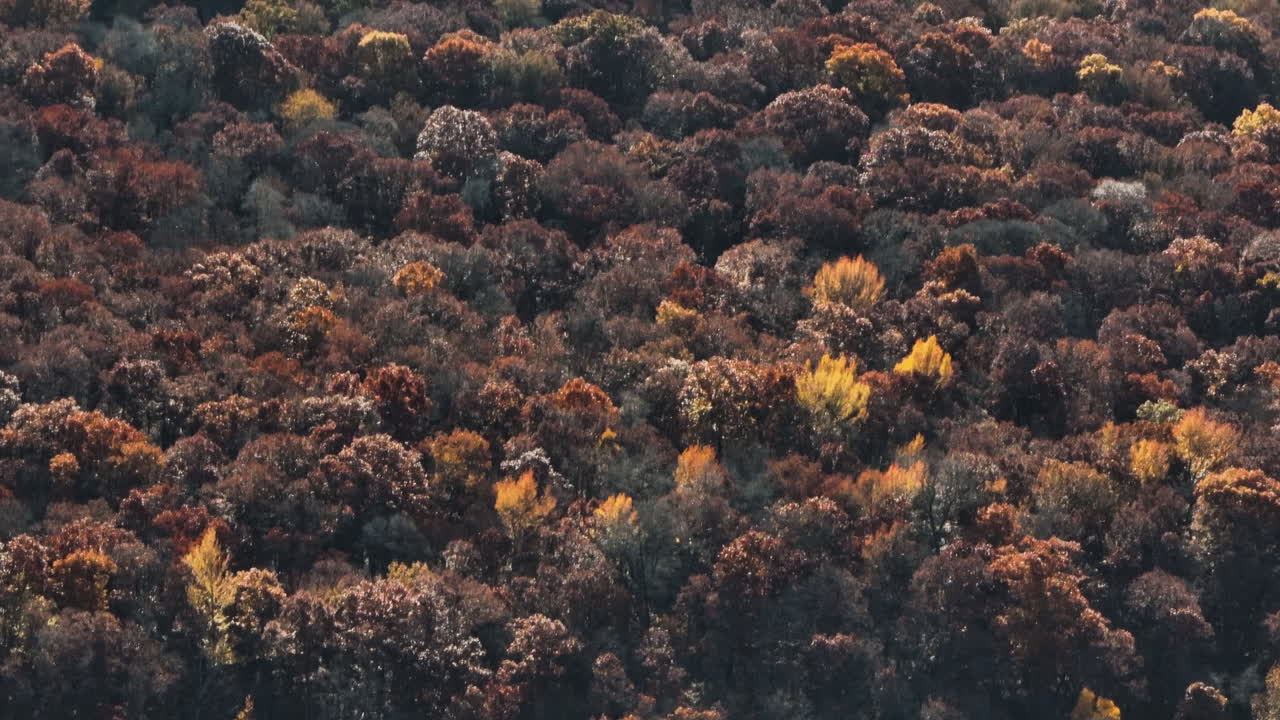 Colorful Autumn Forests In Arkansas, USA - Aerial Drone Shot