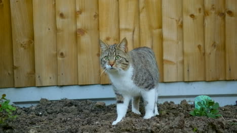 A tabby cat looks shocked in a garden