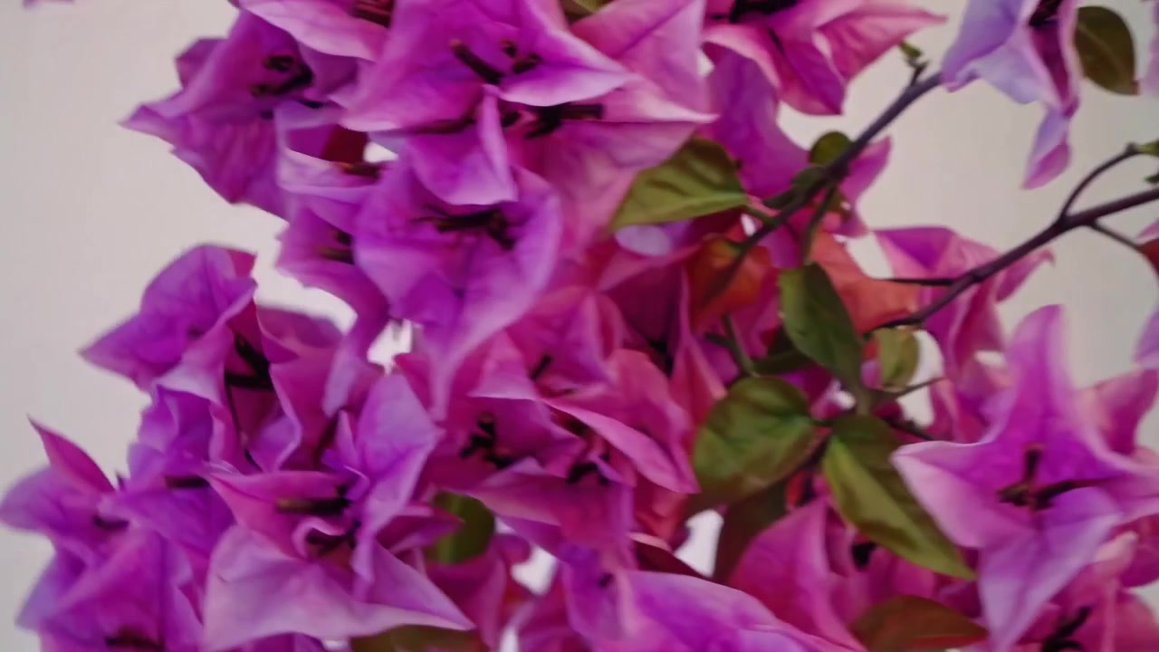 Primo piano di vivaci fiori di bougainvillea viola che ondeggiano al vento