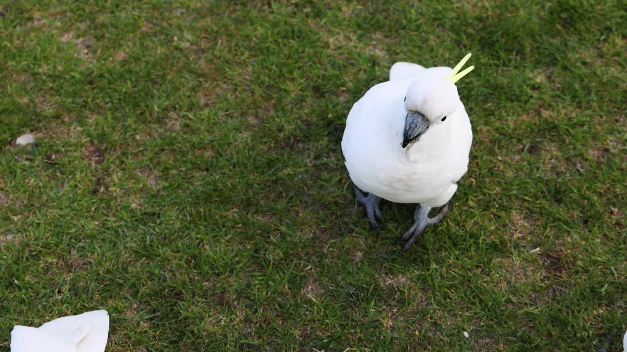 cacatuas interactuando en la hierba en el camino del gran océano