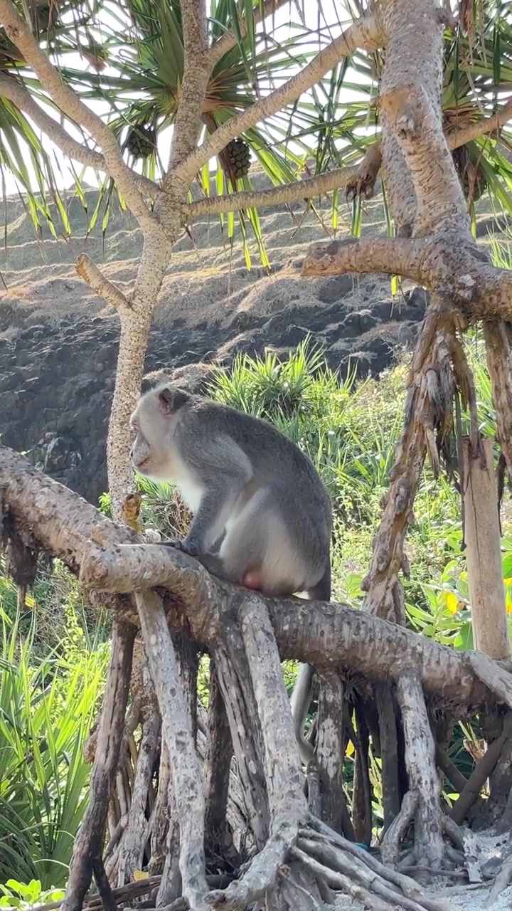 Scimmia macaco che riposa e si gratta su un ramo di albero tropicale