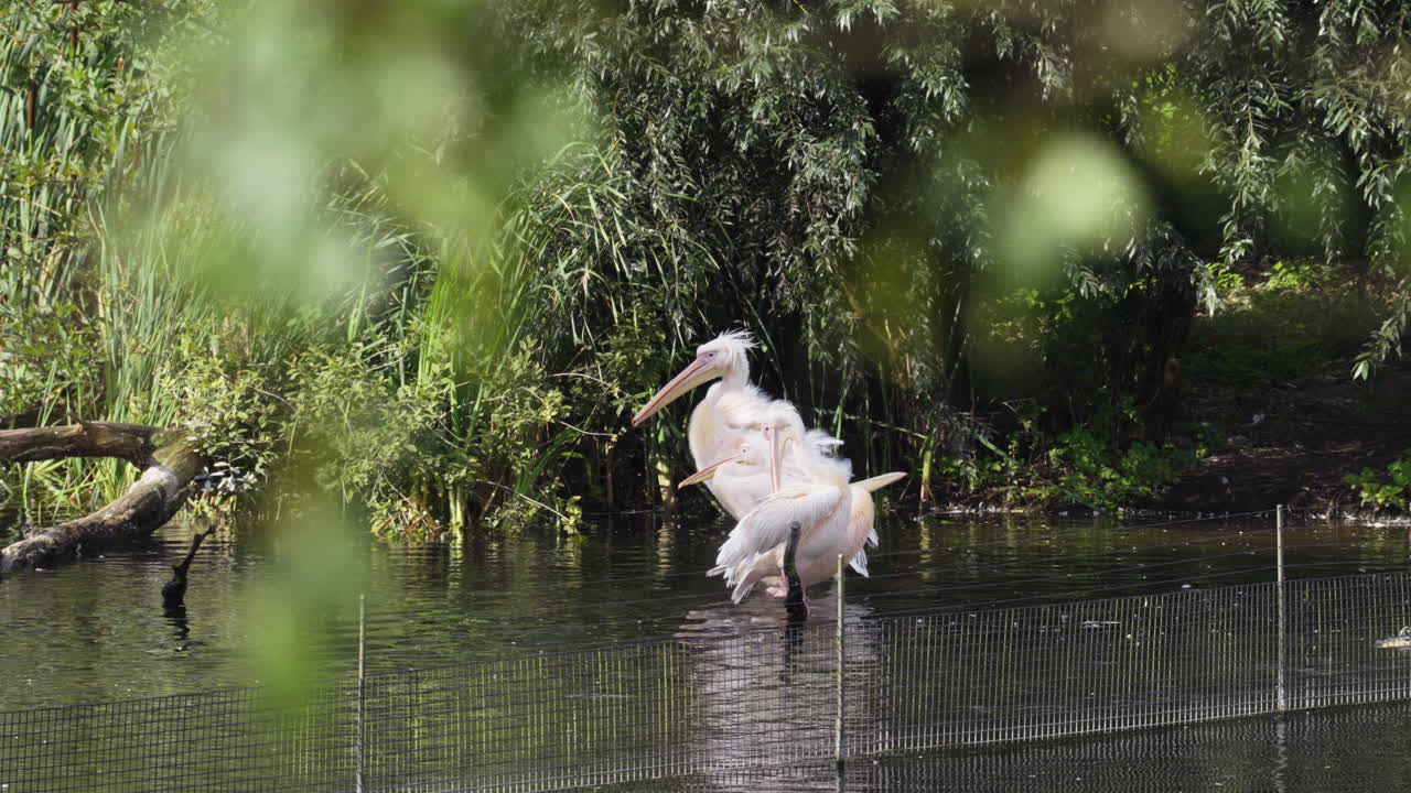 Majestic pelican birds in water pond, handheld view