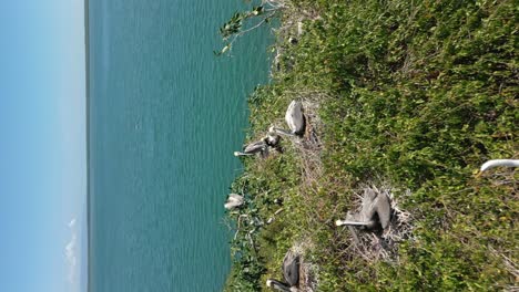 vertical drone view of pelicans in san lorenzo bay, los haitises, dominican republic