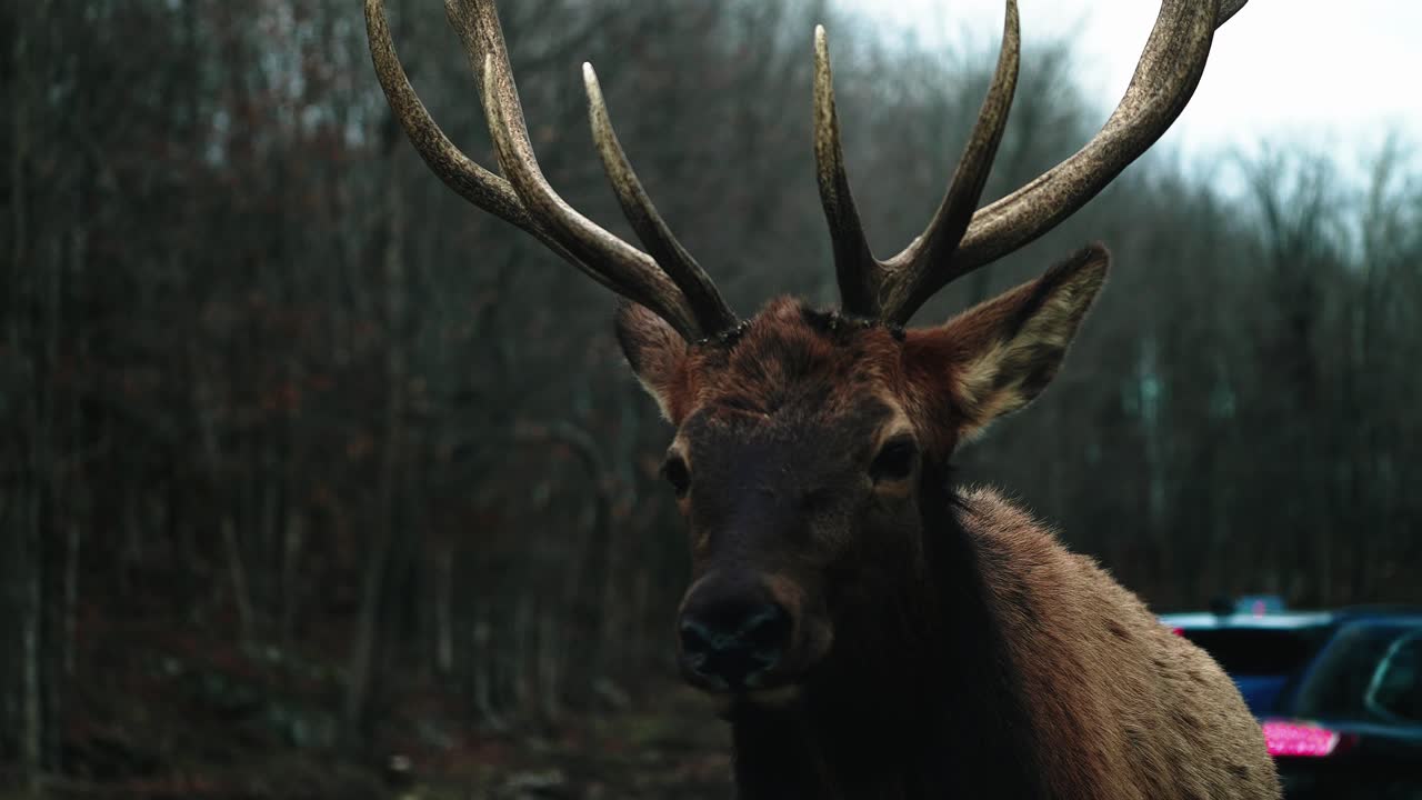 un gran alce toro que viene hacia el auto del visitante en el parque omega en quebec, canadá - primer plano