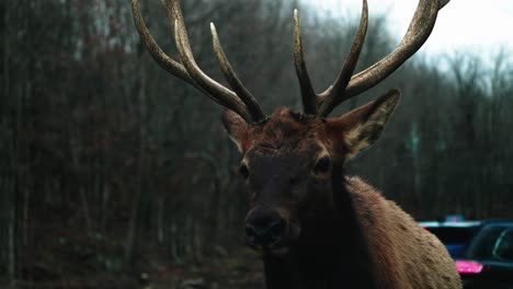 a big bull elk coming towards the visitor's car at parc omega in quebec, canada - closeup shot