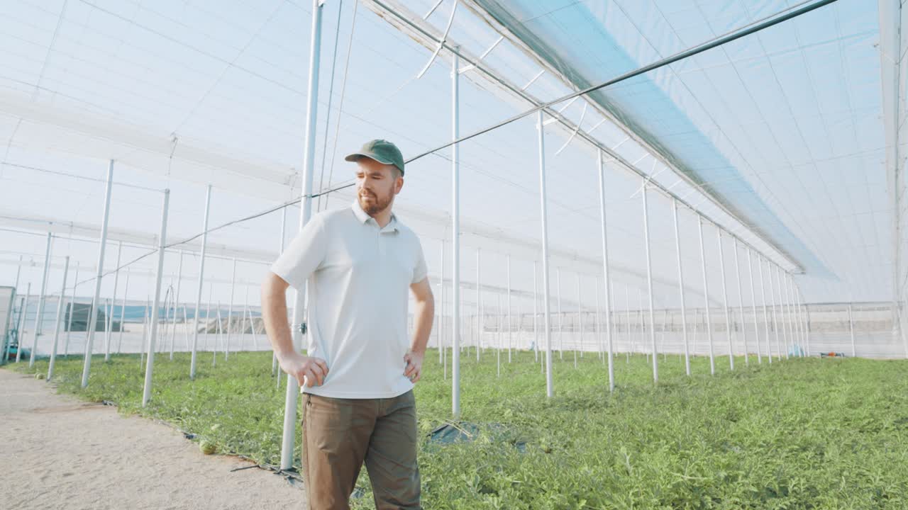 Farmer observing watermelon growth in greenhouse