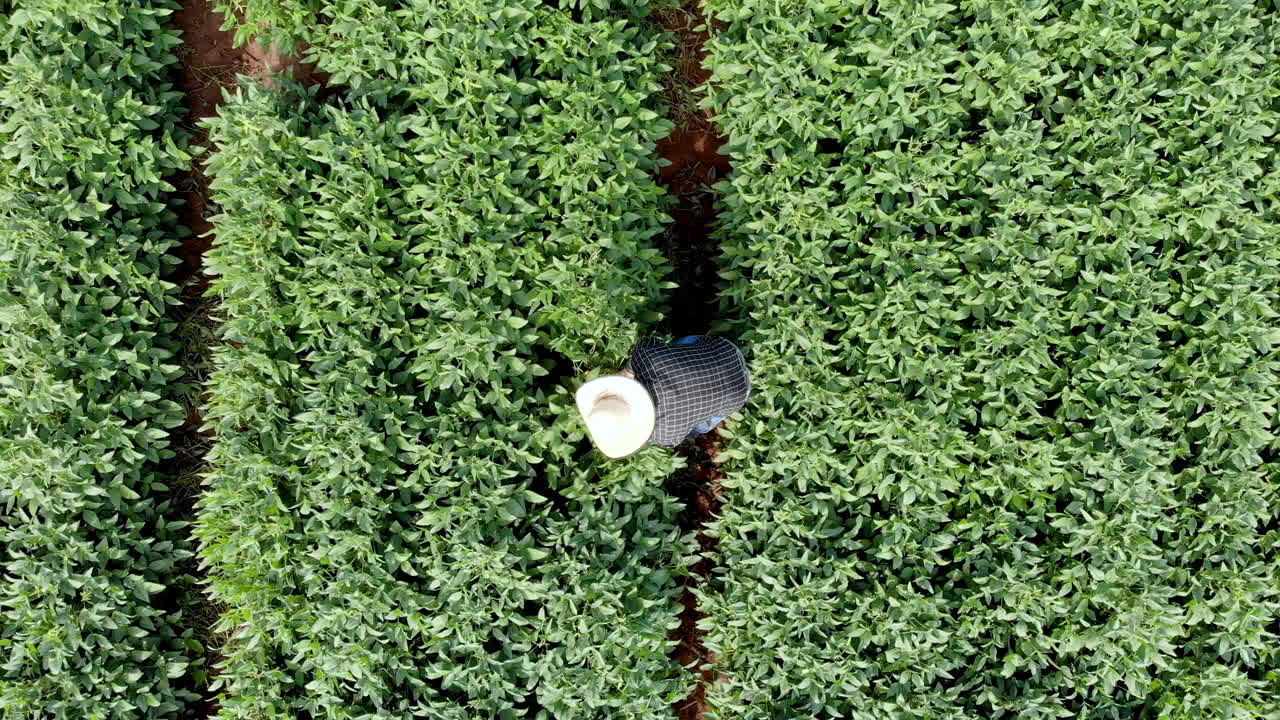 Agronomist inspecting soya bean crops growing in the farm field