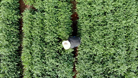 Agronomist-inspecting-soya-bean-crops-growing-in-the-farm-field