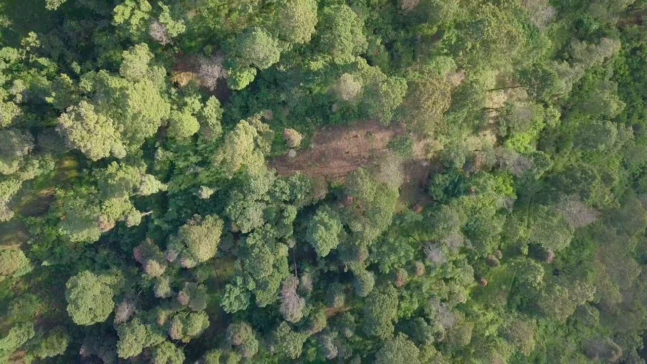 imágenes de drones aéreos de la parte superior del árbol de la densa selva tropical árboles zona de clima tropical
