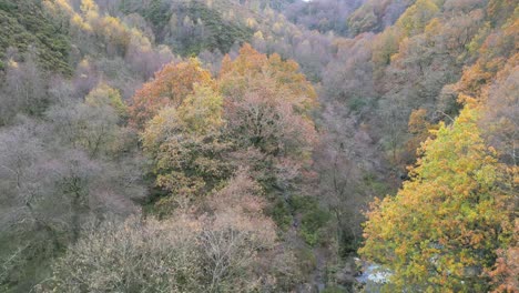 Tranquil-winter-woodland-with-a-slow-stream,-golden-oak-trees,-and-fallen-leaves,-offering-a-peaceful-and-relaxing-scene