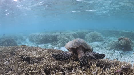 a hawksbill turtle crunches through a reef feeding on the staghorn coral in the shallow waters of a island ecosystem