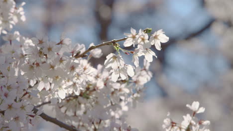 Flores-De-Cerezo-De-Primer-Plano-En-Plena-Floración