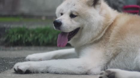 Un-Perro-Descansando-Y-Jadeando-En-El-Suelo-En-El-Santuario-Fushimi-Inari-En-Kyoto,-Japón---Cerrar