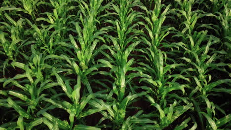 Aerial-close-up-of-a-beautiful-cornfield,-all-green-and-showy-plants,-due-to-the-heavy-rainfall,-which-helped-in-the-development