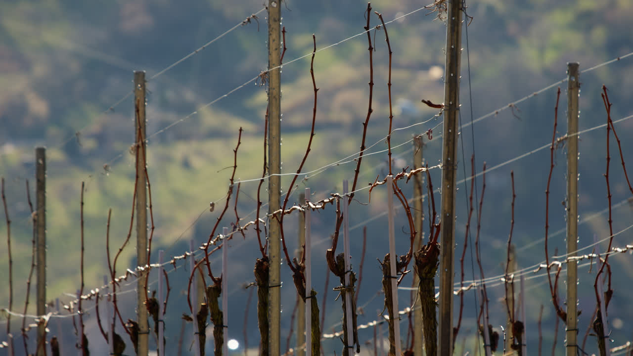 슈투트가르트의 화창하고 아름다운 날씨에 포도나무 위로 팬 - 봄에는 독일