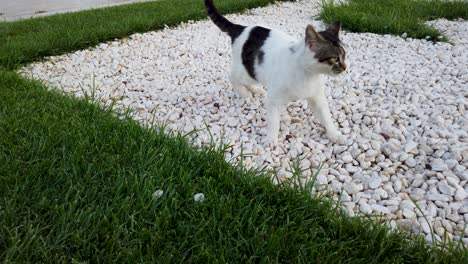 street cat cleans himselfs and start to walk in the park