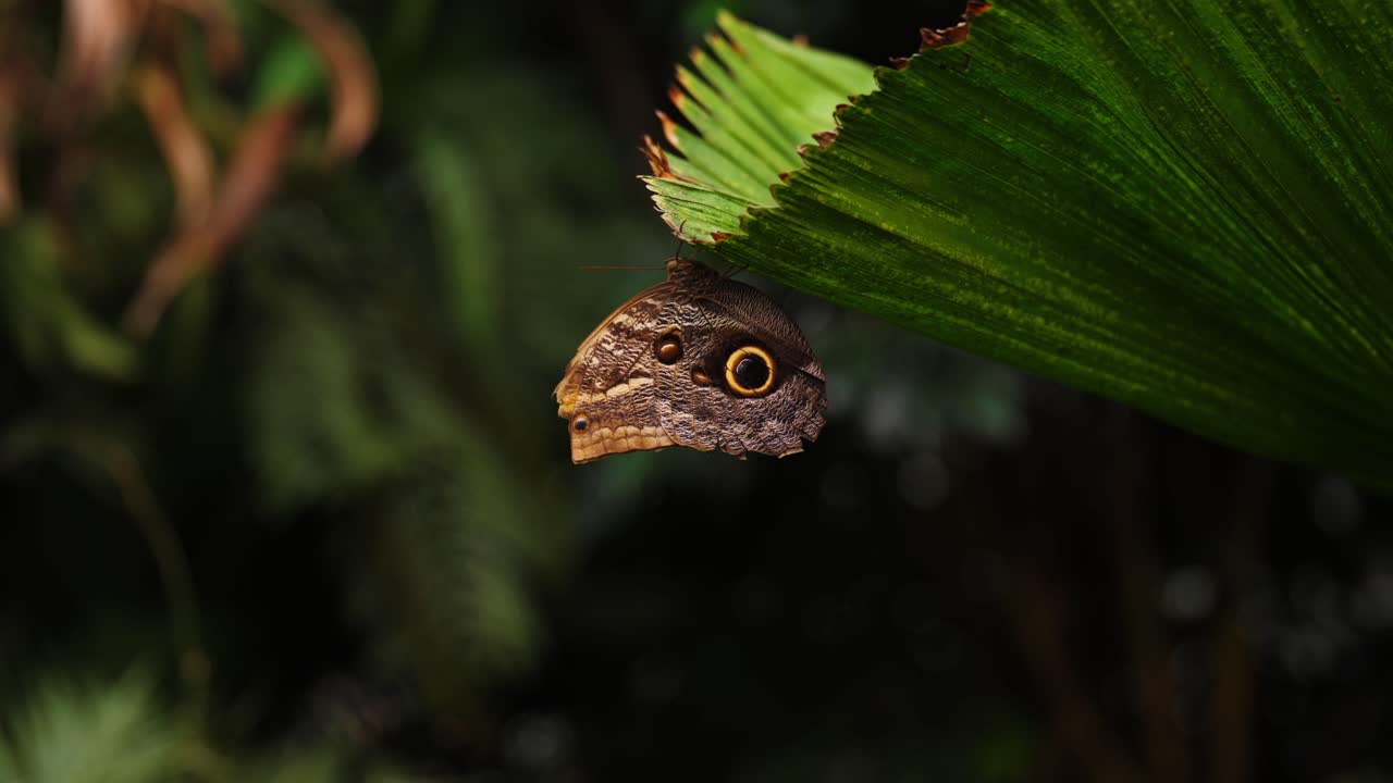 majestuosa mariposa vibrante sentada en el lado de la planta verde, vista de movimiento de primer plano