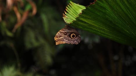 majestic vibrant butterfly sitting on green plant side, close up motion view