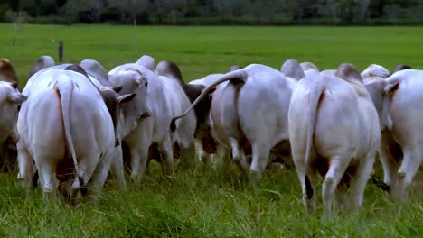 white nelore cattle in green pasture walking slow pan view close follow