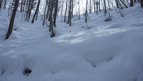 Snow-covered-forest,-deep-drifts-in-middle-of-Japanese-Winter-4k