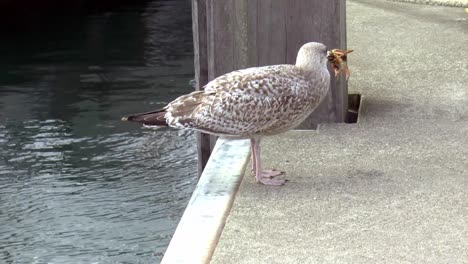 Young-seagull-swallows-crab-completely