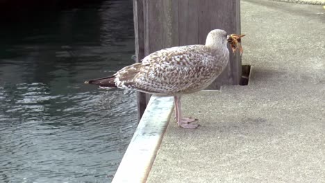 joven gaviota se traga cangrejo por completo